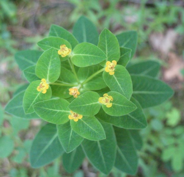 Euphorbia brittingeri Opiz ex Samp., Euphorbia verrucosa Lam. 6