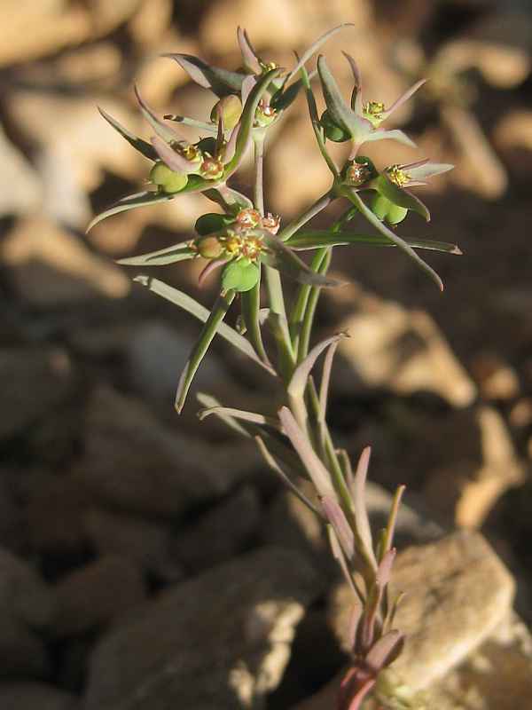 Euphorbia exigua 2