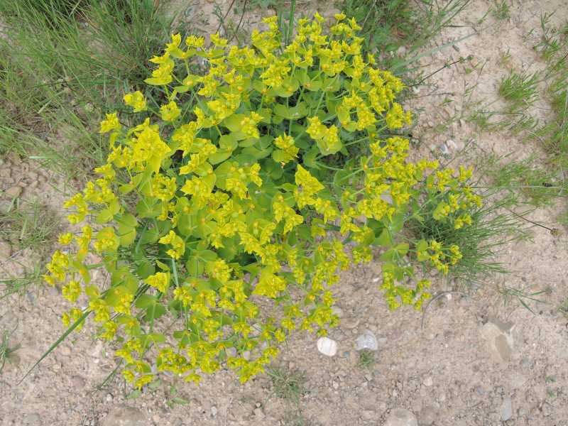 Euphorbia falcata 2