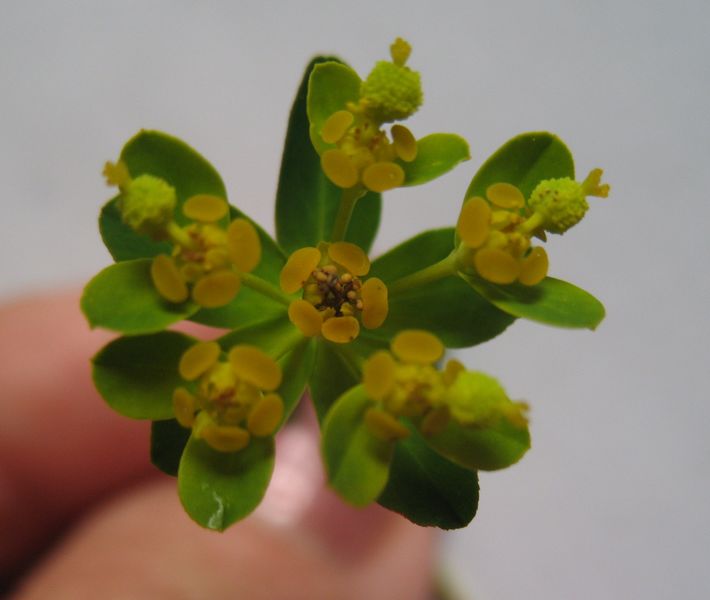 Euphorbia flavicoma DC. subsp. flavicoma, La bambollera