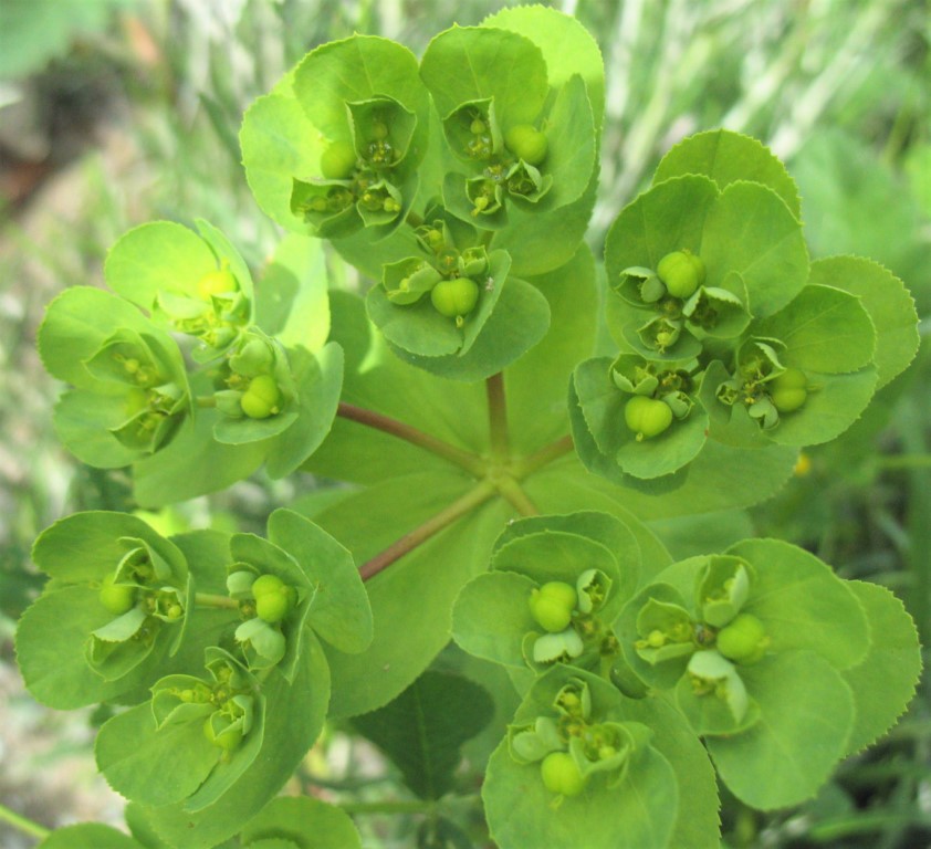 Euphorbia helioscopia L. Lechocino, Lechetrezna, Esne-belarra. 7