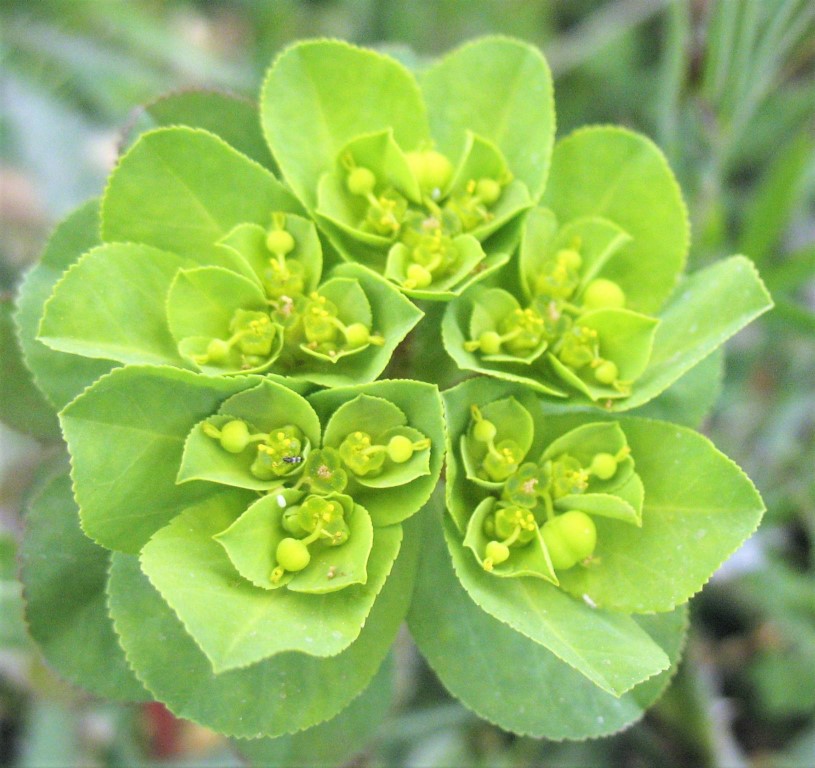 Euphorbia helioscopia L. Lechocino, Lechetrezna, Esne-belarra. 6