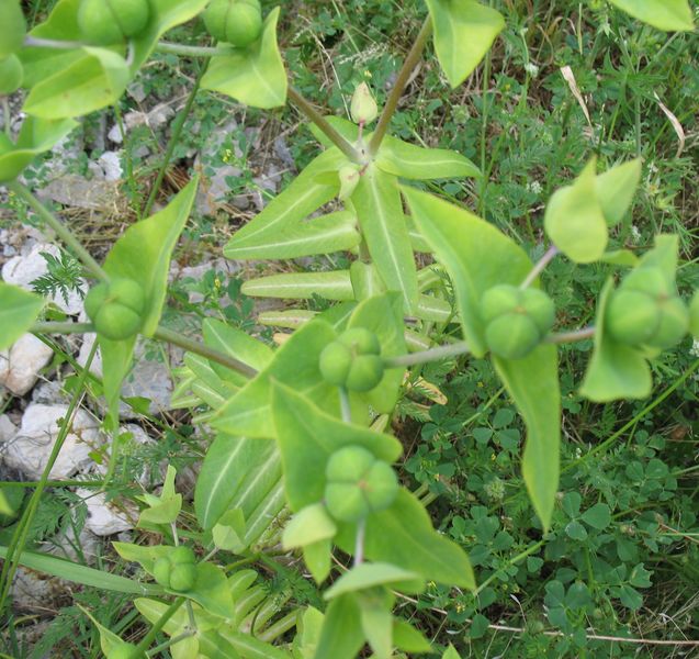 Euphorbia lathyris L., Tártago, Planta topo 8