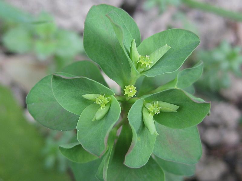 Euphorbia peplus 2