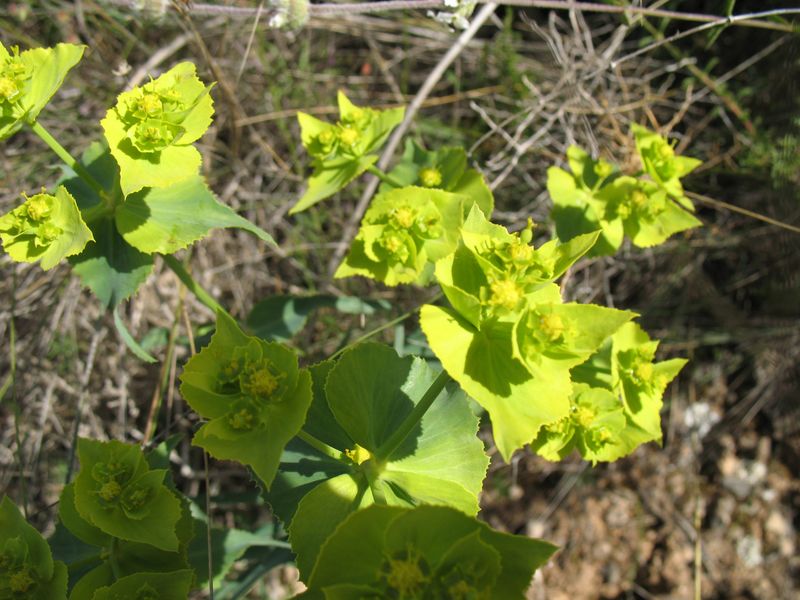 Euphorbia serrata L., Lechetrezna, Lecherilla 3