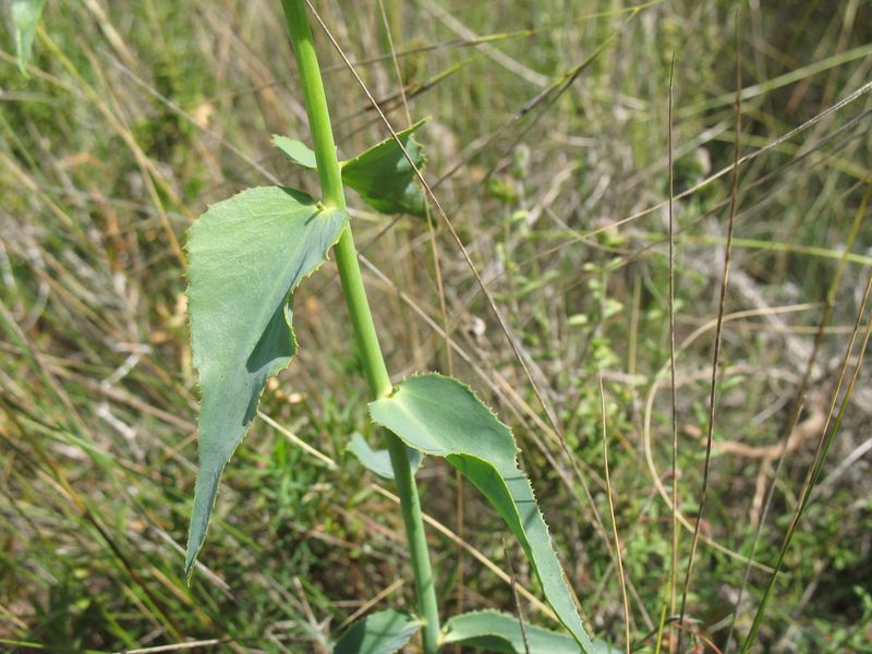 Euphorbia serrata L., Lechetrezna, Lecherilla 5