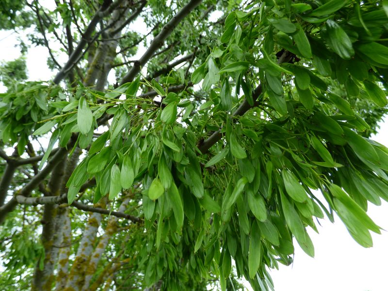 Fraxinus angustifolia Vahl., Fresno de hoja estrecha. 3