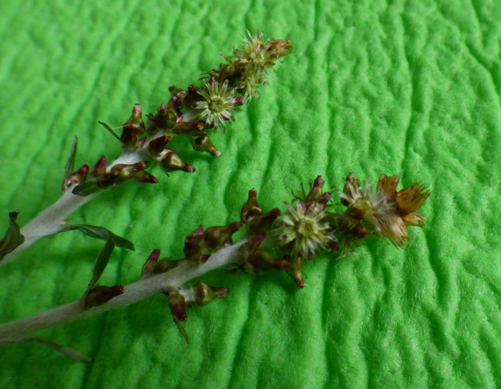 Gamochaeta coarctata (Willd.) Kergu�len. �Peludilla�, �Vira-vira�.