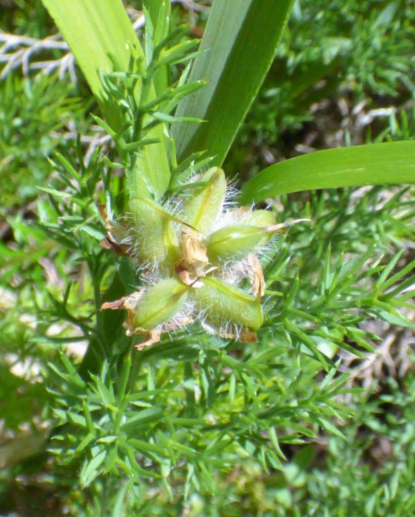 Genista hispanica L. subsp occidentalis Rouy, �rguma, Piorno, Otabera. FRUTOS. 2