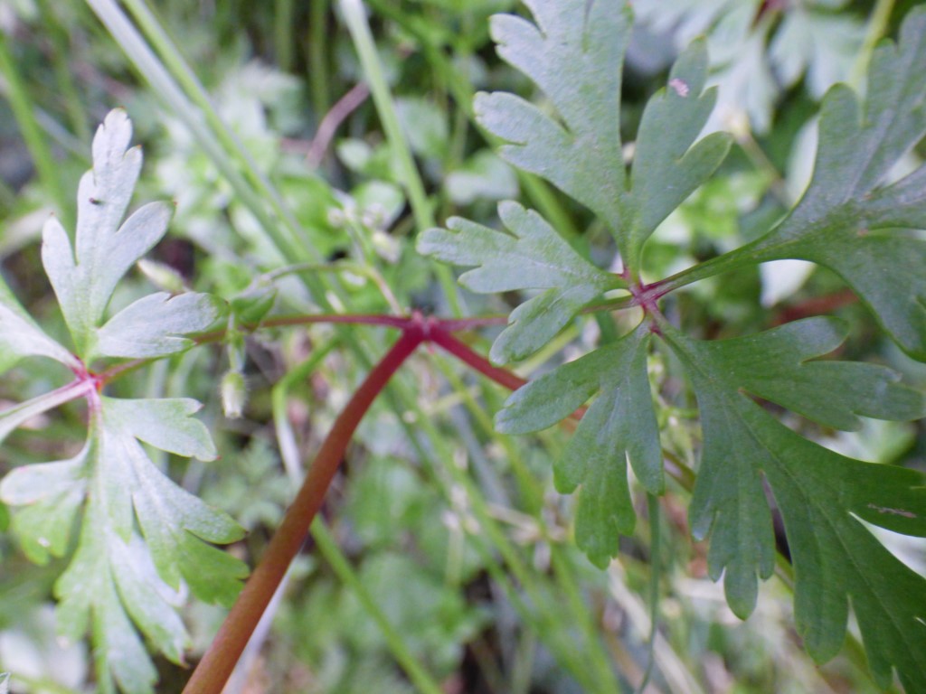 Geranium purpureum Vill. Geranio rojizo. 3