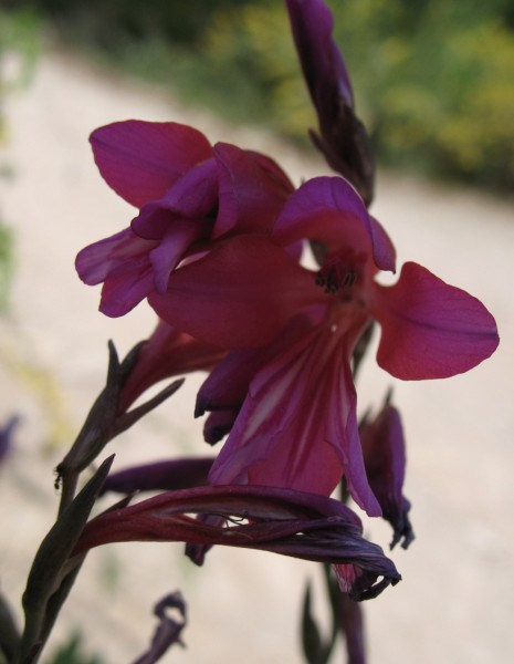 Gladiolus illyricus Koch., Gladiolo silvestre 3