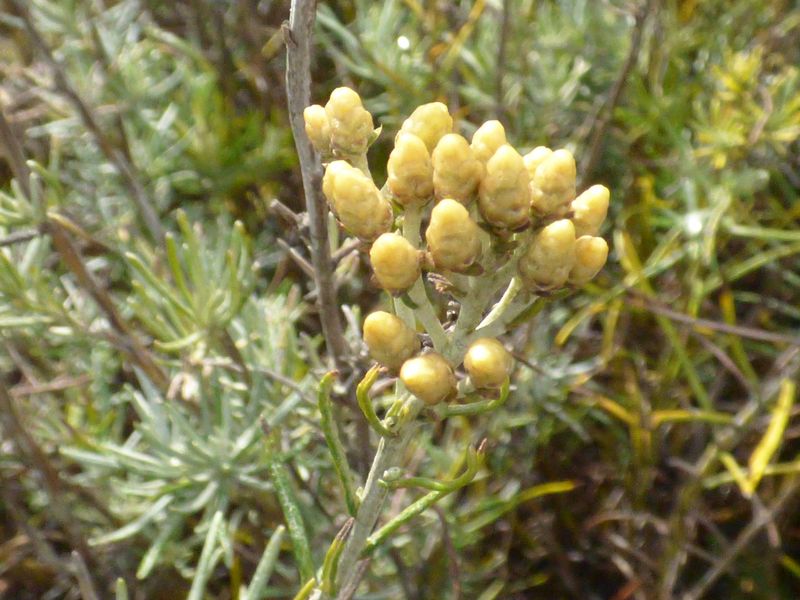 Helichrysum italicum (Roth) G. Don fil. subsp. serotinum (Boiss.) P. Fourn., Helichrysum serotimnum. 2
