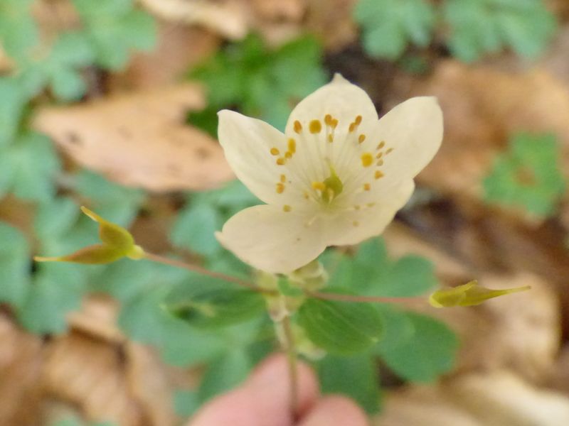 Isopyrum thalictroides L. 2