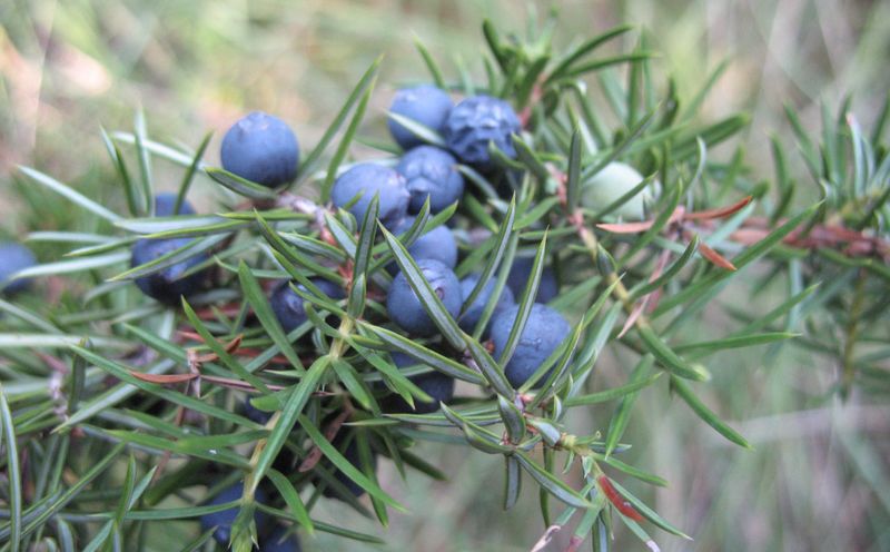 Juniperus communis L., Enebro 2