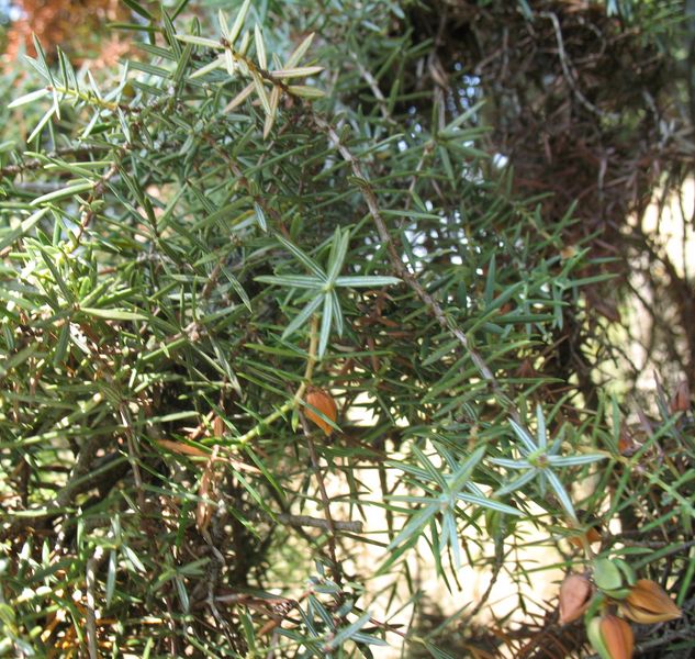 Juniperus oxycedrus L., Enebro de la miera, Cada 2