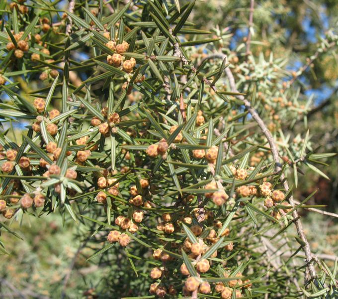 Juniperus oxycedrus L., Enebro de la miera, Cada 3