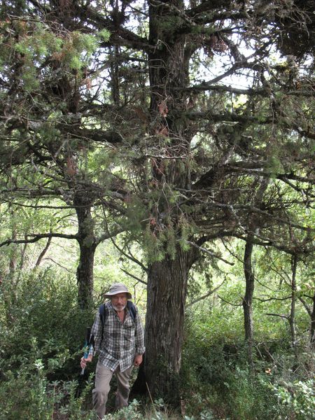 MN n� 28 Juniperus oxycedrus L. Enebro de la miera, Cada. Enebro del caserio Equiza 2