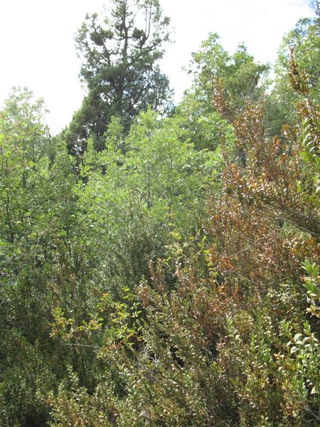 MN n� 28 Juniperus oxycedrus L. Enebro de la miera, Cada. Enebro del caserio Equiza 7