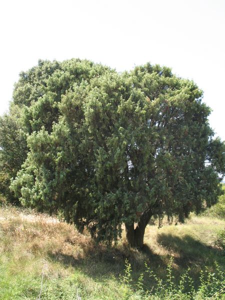M N n� 32. Juniperus oxycedrus L., Enebro de la miera. Villatuerta