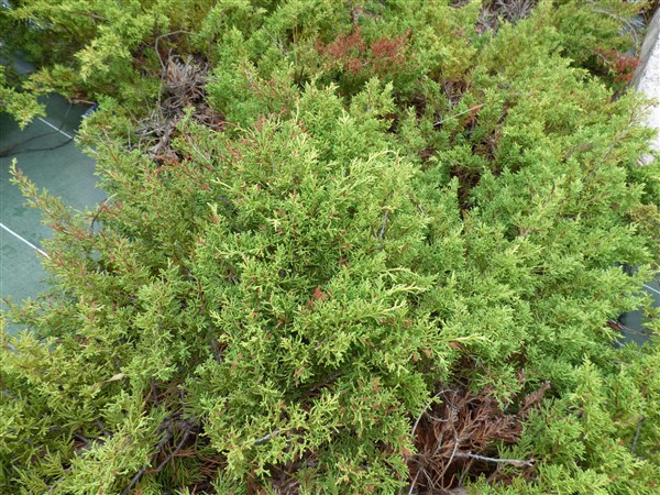 Juniperus sabina L., Sabina rastrera. 4