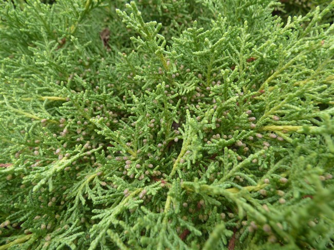 Juniperus sabina L., Sabina rastrera. 5