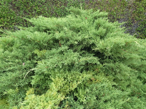 Juniperus sabina L., Sabina rastrera. 3