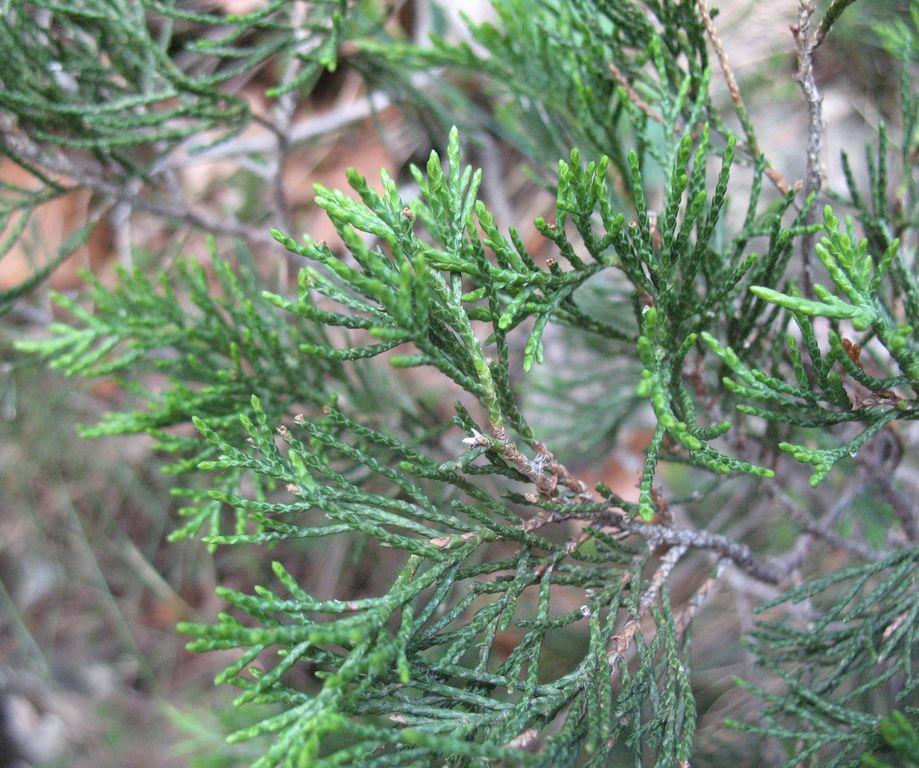 Juniperus sabina L., Sabina rastrera enana, Miter arrunta. 2