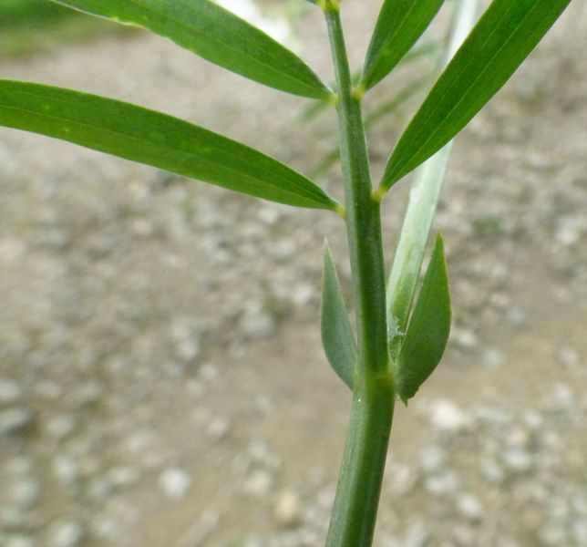 Lathyrus pannonicus (Jacq.) Garcke subsp. longestipulatus, Orobus albus L.f. 10