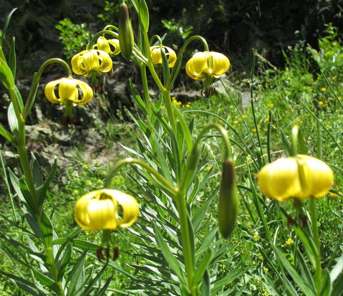 Lilium pyrenaicum Gouan., Azucena de los Pirineos, Zitoria 2