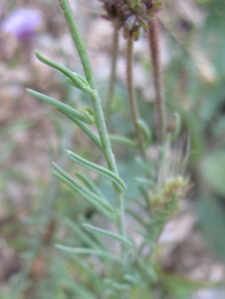 Linaria aeruginea Gouan) Cav., Acicate español 2