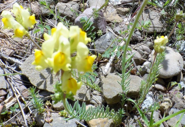 Linaria badalii Willk. Linaria alpina var badalii (Loscos)P. Monts. Linaria proxima (Coincy 1898).