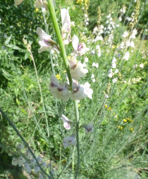 Linaria repens (L.) Mill. subsp. blanca (Pau) Rivas Goday & Borja. Pajarita p�lida. 6