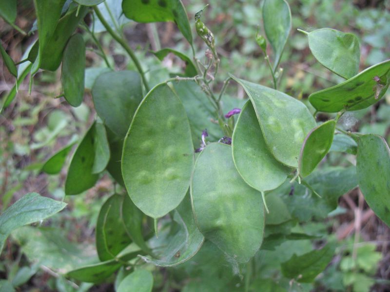 Lunaria rediviva L., Lunaria odorata, Honestidad perenne 6