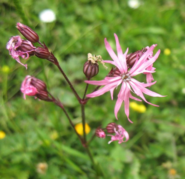 Lychnis flos-cuculi L., Flor de cuclillo 4
