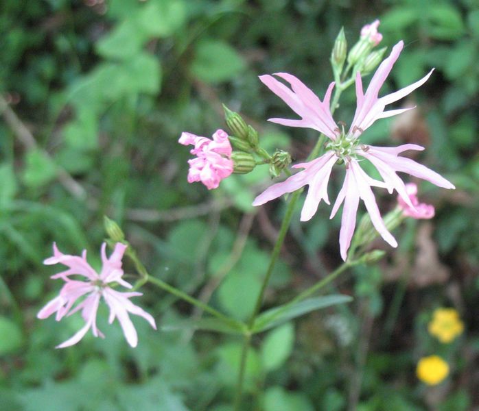 Lychnis flos-cuculi L., Flor de cuclillo