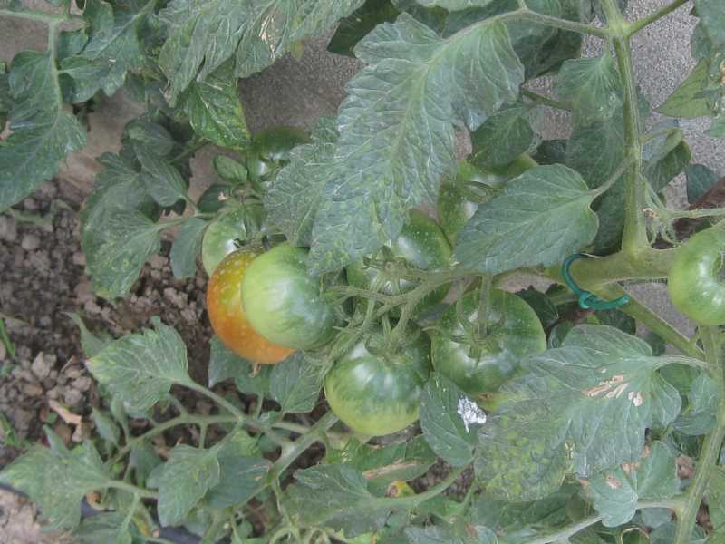 Lycopersicon esculentum - Tomate 4
