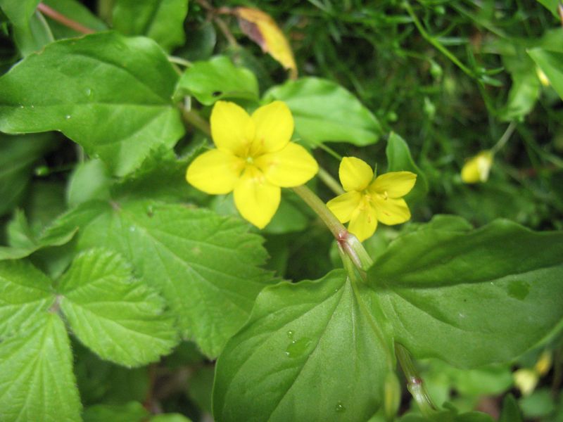 Lysimachia nemorum L., Murage amarillo 4
