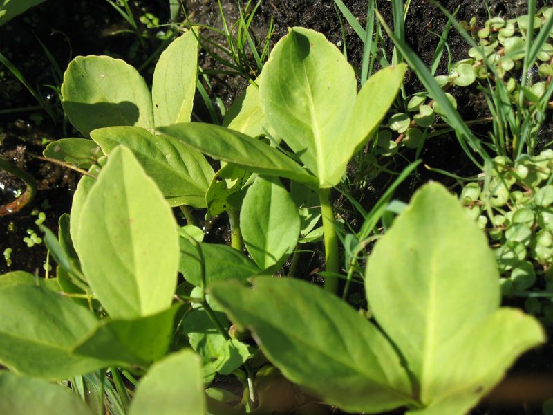 Menyanthes trifoliata L. 3