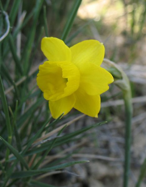 Narcissus assoanus Dufour., Narciso menor
