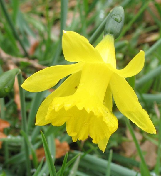 Narcissus asturiensis (Jordan) Pugsley subsp. jacetanus (Fern. Casas) Uribe-Echebarr�a, Narciso menor 4