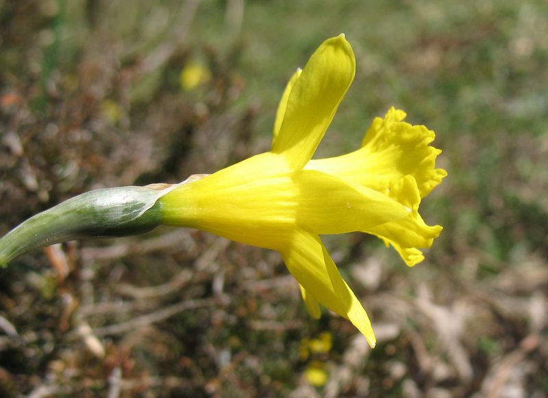 Narcissus asturiensis (Jordan) Pugsley subsp. jacetanus (Fern. Casas) Uribe-Echebarría, Narciso menor 7