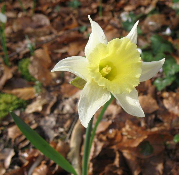 Narcissus pseudonarcissus L. subsp. pallidiflorus, Txutxupraka, Anbulu gaizto 3