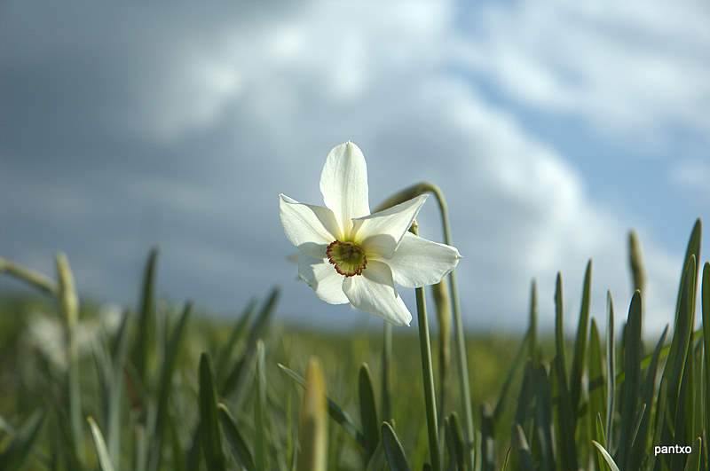 Narcissus poeticus 2