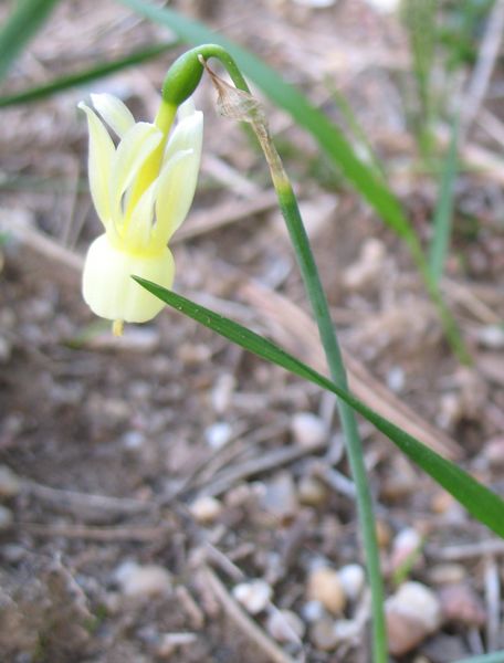 Narcissus triandrus L., Narciso pipa 2