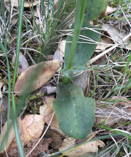 Neotinea maculata (Desfontaines) Stearn 1975.