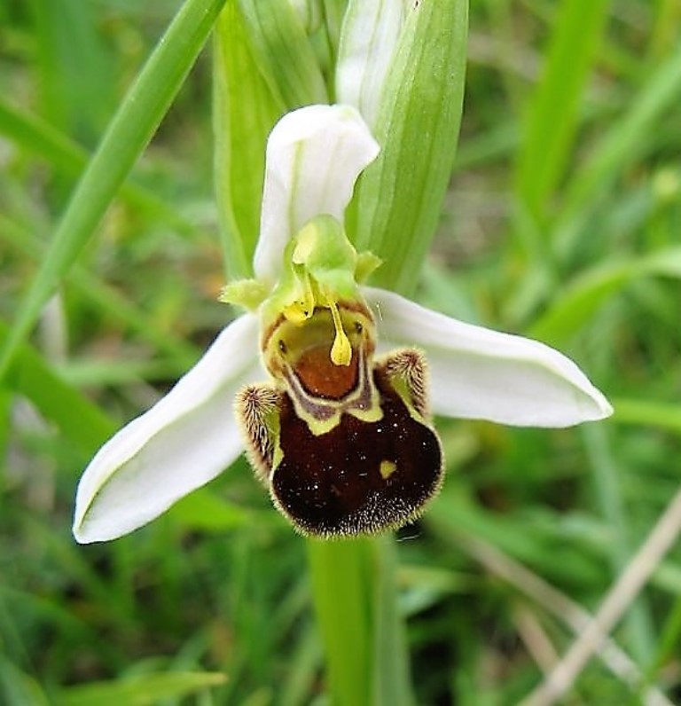 Ophrys apifera Huds., Flor de la abeja