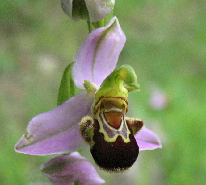 Ophrys apifera var. apifera Huds., Flor de la abeja 3