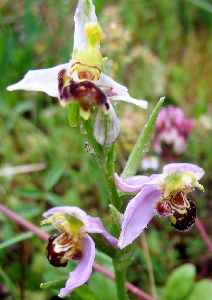 Ophrys apifera var. apifera Huds., Flor de la abeja. 3