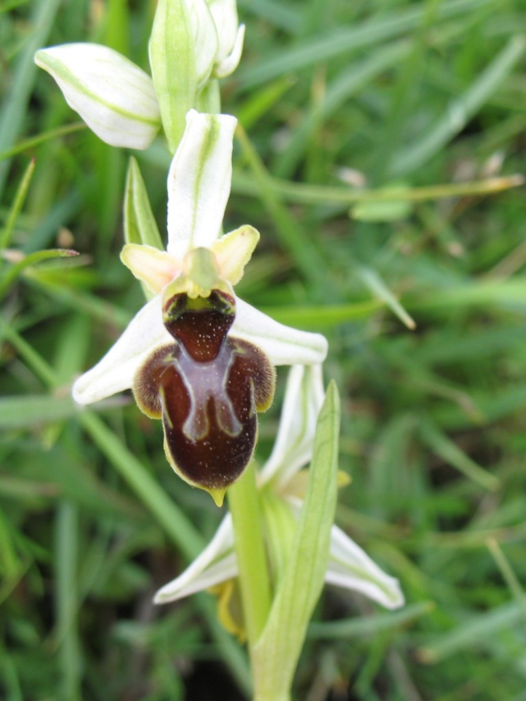 Ophrys castellana J. Devillers-Terschuren & P. Devillers.