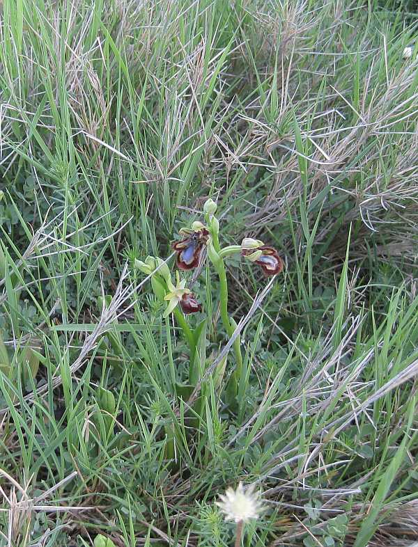 Ophrys speculum / ciliata 2